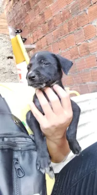 Cachorro raça SRD-ViraLata idade Abaixo de 2 meses nome Não possui nome