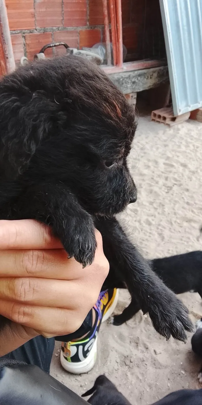 Cachorro ra a SRD-ViraLata idade Abaixo de 2 meses nome Não possui nome