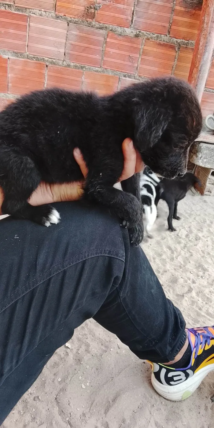 Cachorro ra a SRD-ViraLata idade Abaixo de 2 meses nome Não possui nome