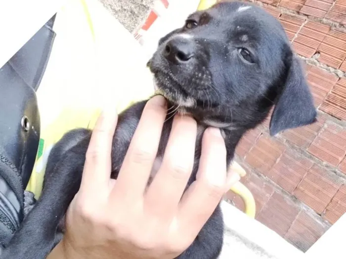 Cachorro ra a SRD-ViraLata idade Abaixo de 2 meses nome Não possui nome