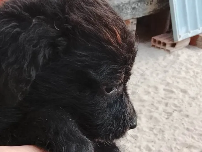 Cachorro ra a SRD-ViraLata idade Abaixo de 2 meses nome Não possui nome