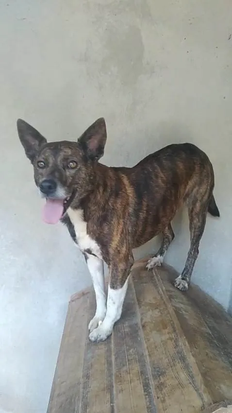 Cachorro ra a SRD-ViraLata idade 4 anos nome Madalena