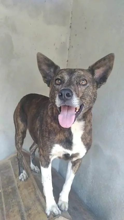 Cachorro ra a SRD-ViraLata idade 4 anos nome Madalena