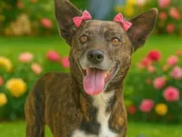 Cachorro raça SRD-ViraLata idade 4 anos nome Madalena