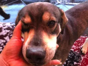 Cachorro raça SRD-ViraLata idade 1 ano nome Baruque