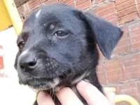 Cachorro raça SRD-ViraLata idade Abaixo de 2 meses nome Não possui nome