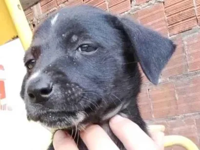 Cachorro raça SRD-ViraLata idade Abaixo de 2 meses nome Não possui nome