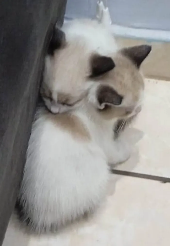 Gato ra a SRD-ViraLata idade Abaixo de 2 meses nome Eduardo e Mônica 