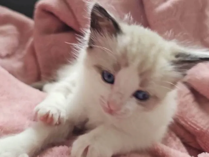 Gato ra a SRD-ViraLata idade Abaixo de 2 meses nome Eduardo e Mônica 