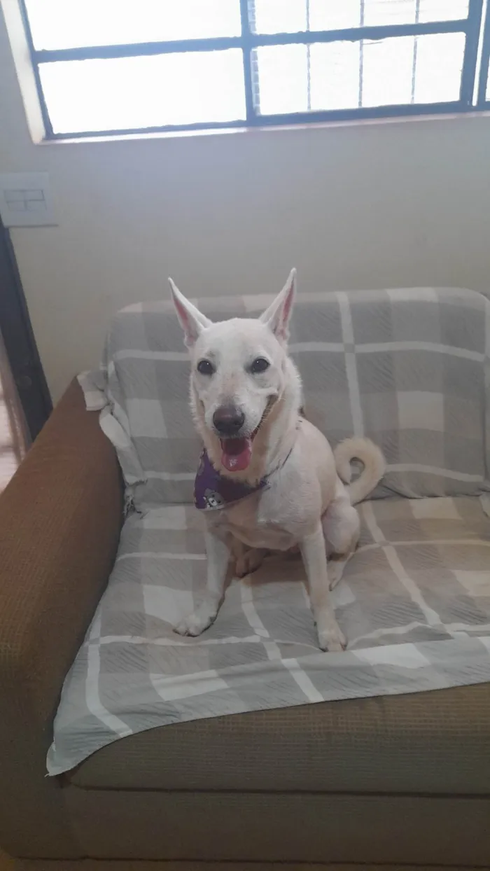 Cachorro ra a SRD-ViraLata idade 1 ano nome Alegria