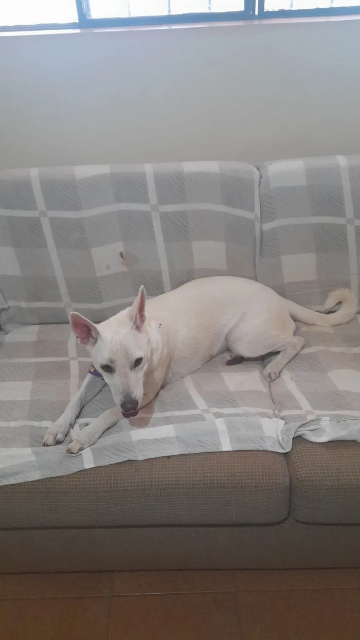 Cachorro ra a SRD-ViraLata idade 1 ano nome Alegria