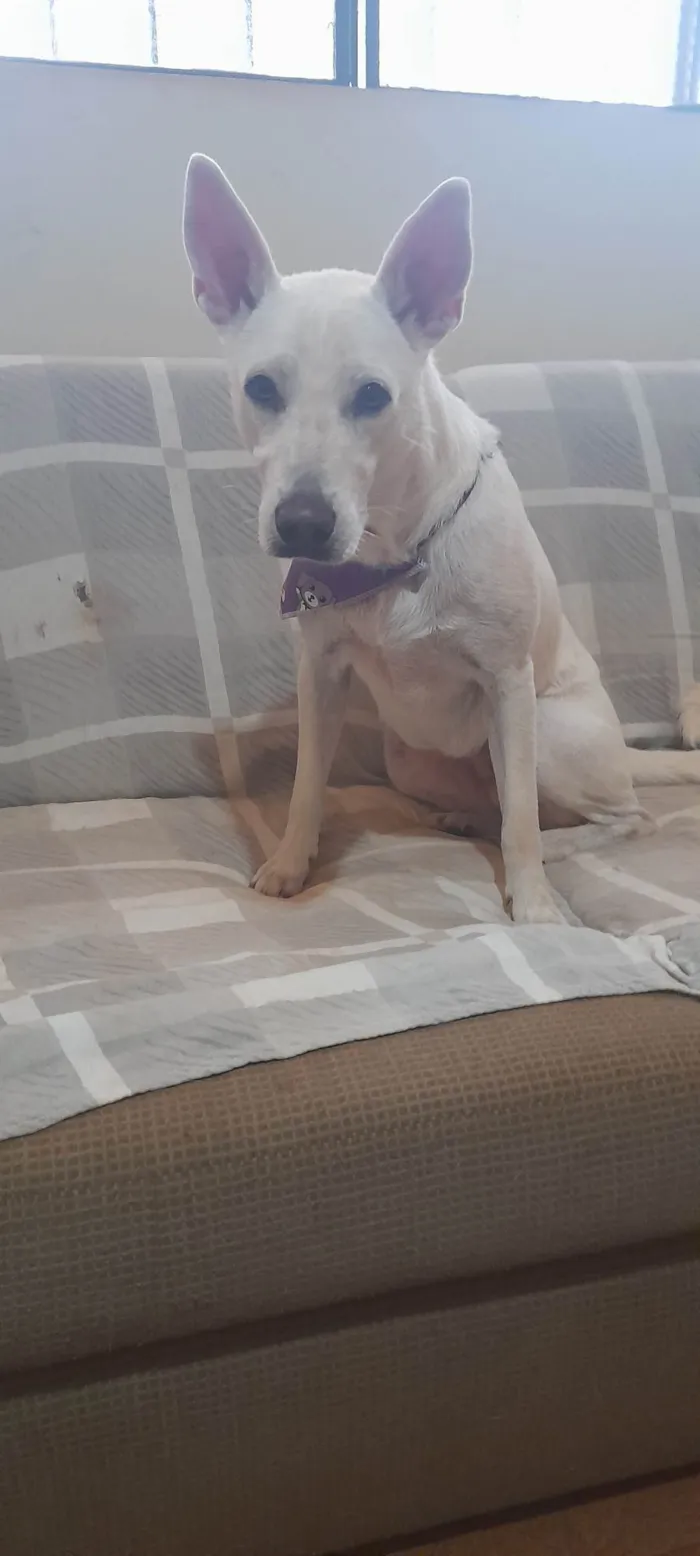 Cachorro ra a SRD-ViraLata idade 1 ano nome Alegria