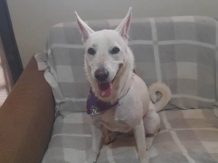 Cachorro ra a SRD-ViraLata idade 1 ano nome Alegria