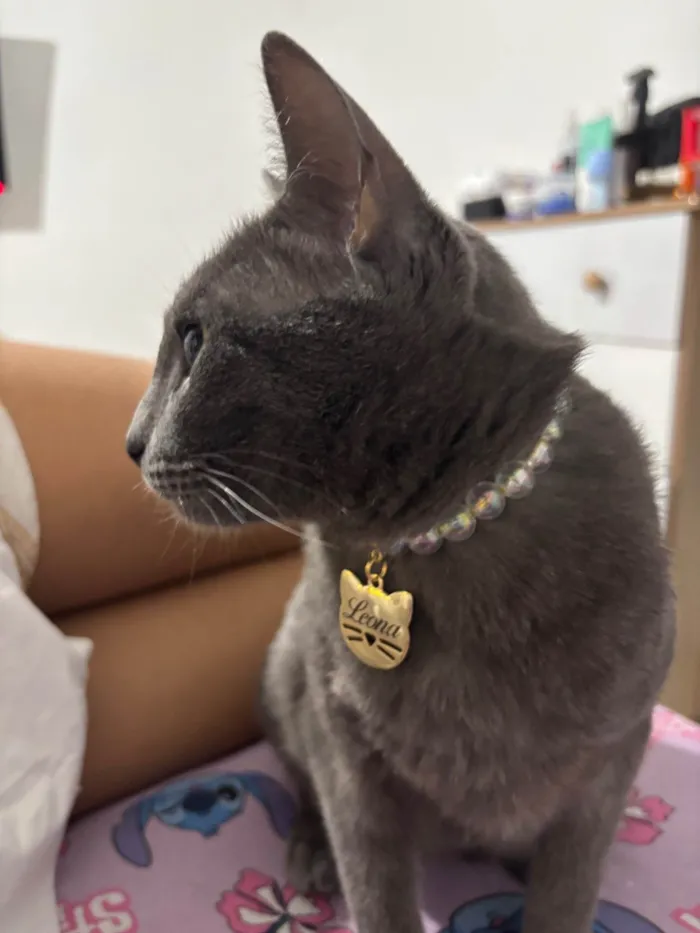 Gato raça SRD-ViraLata idade 2 anos nome Leona