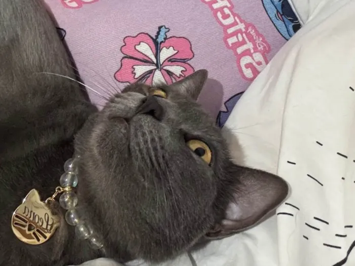 Gato raça SRD-ViraLata idade 2 anos nome Leona