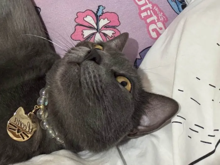 Gato raça SRD-ViraLata idade 2 anos nome Leona