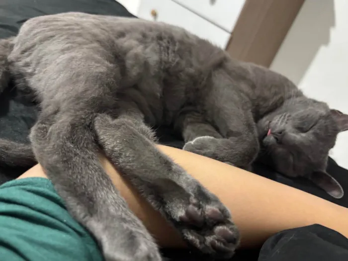 Gato raça SRD-ViraLata idade 2 anos nome Leona