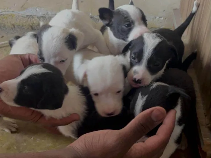 Cachorro ra a SRD-ViraLata idade Abaixo de 2 meses nome Filhotes 
