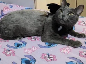 Gato raça SRD-ViraLata idade 2 anos nome Leona