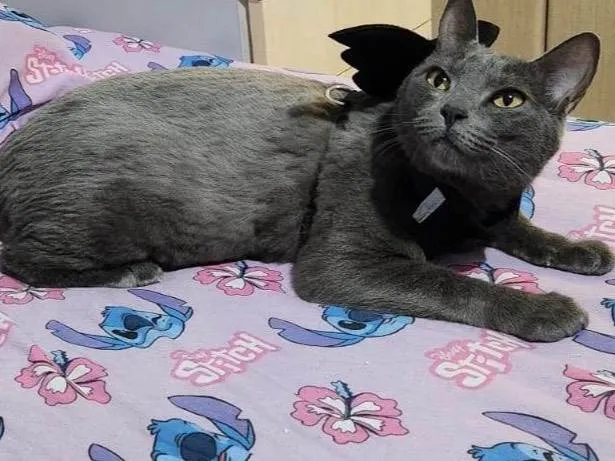 Gato raça SRD-ViraLata idade 2 anos nome Leona