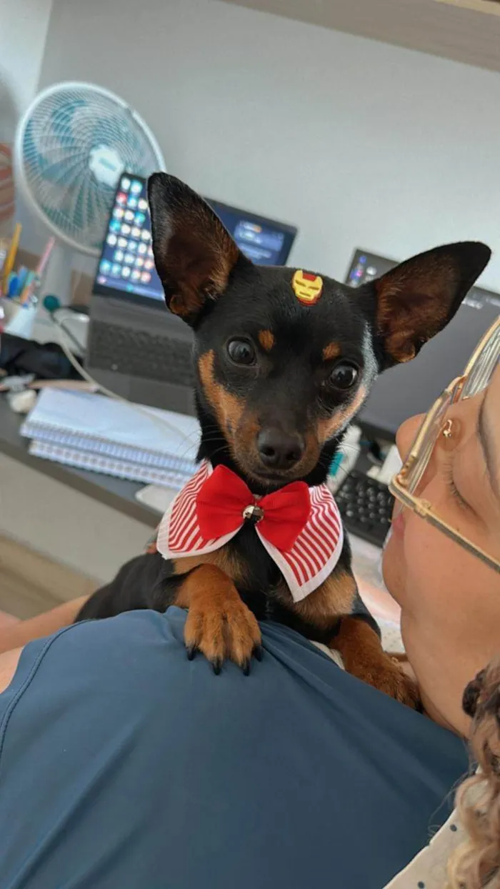 Cachorro raça Pinscher idade 1 ano nome Billy