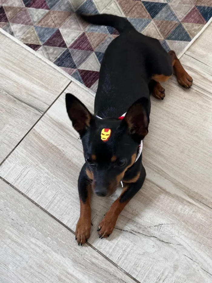 Cachorro raça Pinscher idade 1 ano nome Billy
