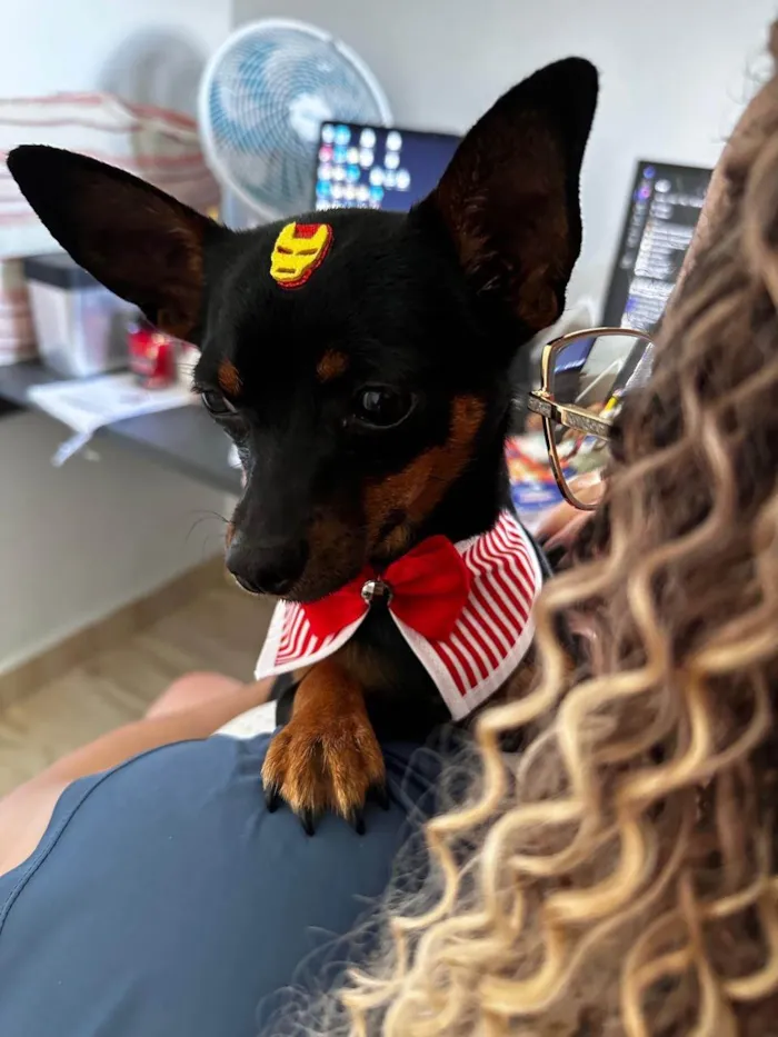 Cachorro raça Pinscher idade 1 ano nome Billy