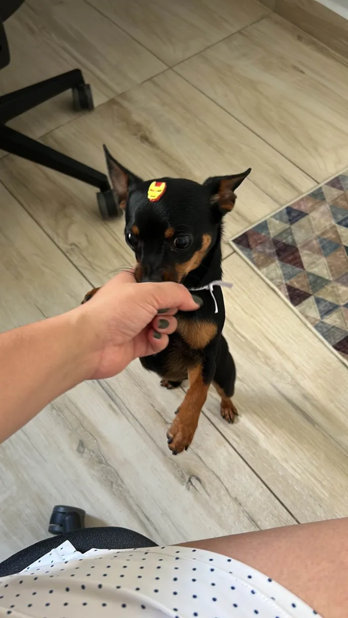 Cachorro raça Pinscher idade 1 ano nome Billy