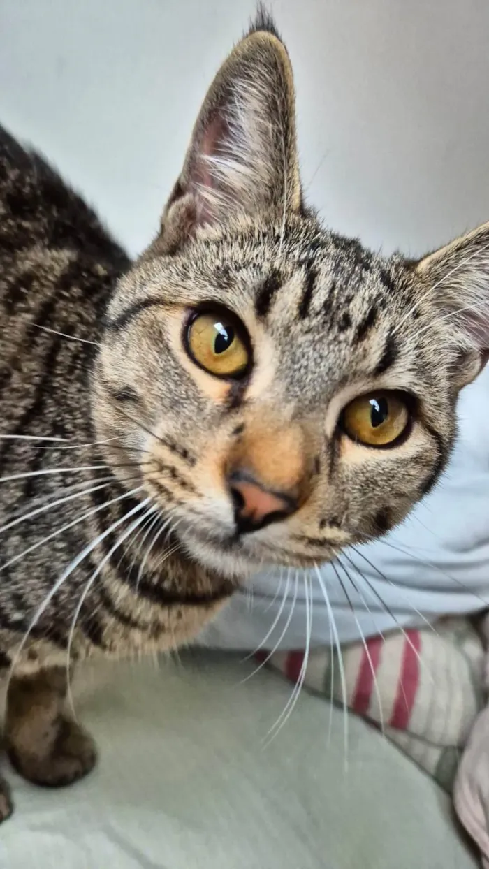 Gato ra a SRD-ViraLata idade 7 a 11 meses nome Dante