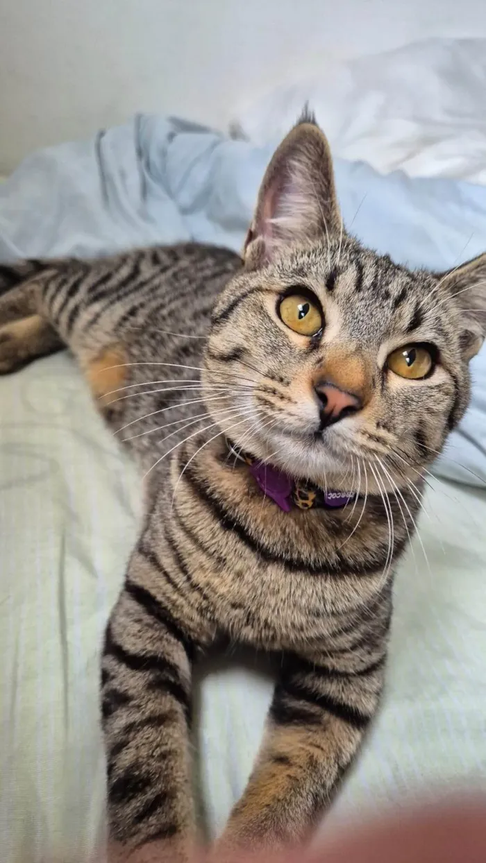 Gato ra a SRD-ViraLata idade 7 a 11 meses nome Dante