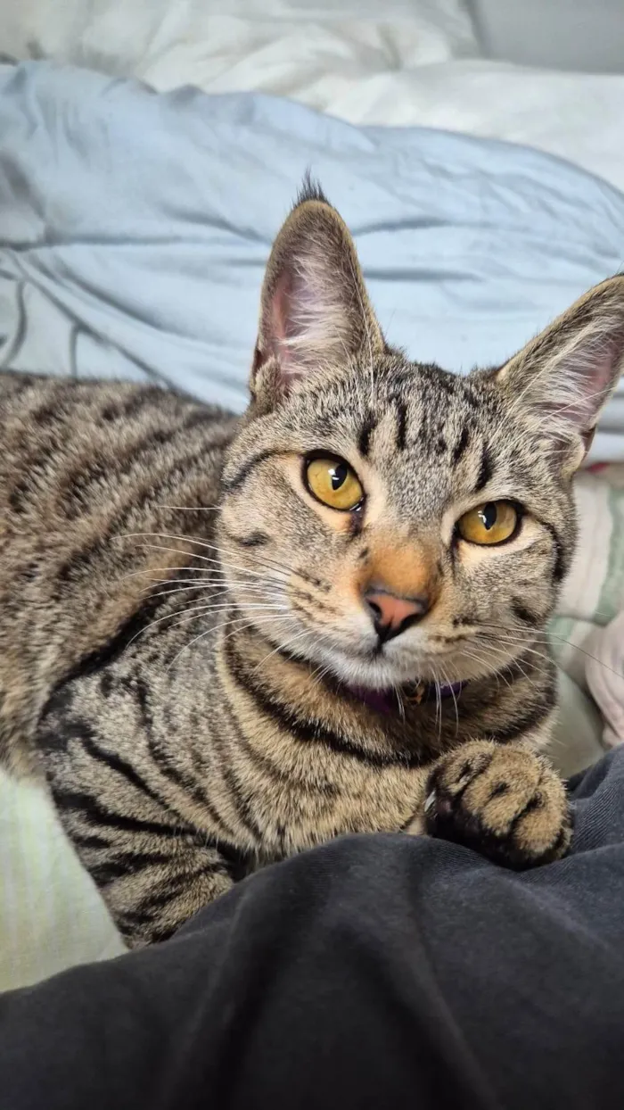 Gato ra a SRD-ViraLata idade 7 a 11 meses nome Dante