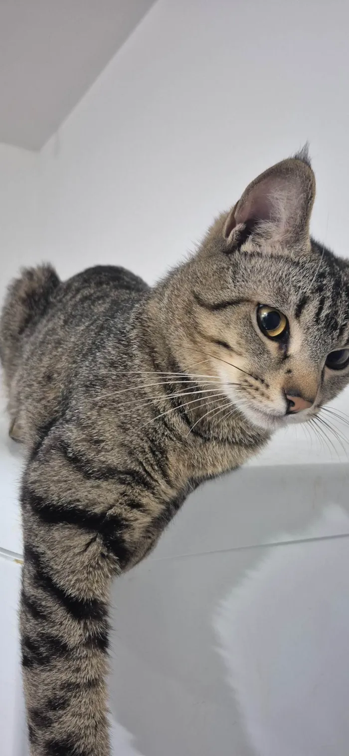 Gato ra a SRD-ViraLata idade 7 a 11 meses nome Dante