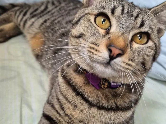 Gato ra a SRD-ViraLata idade 7 a 11 meses nome Dante