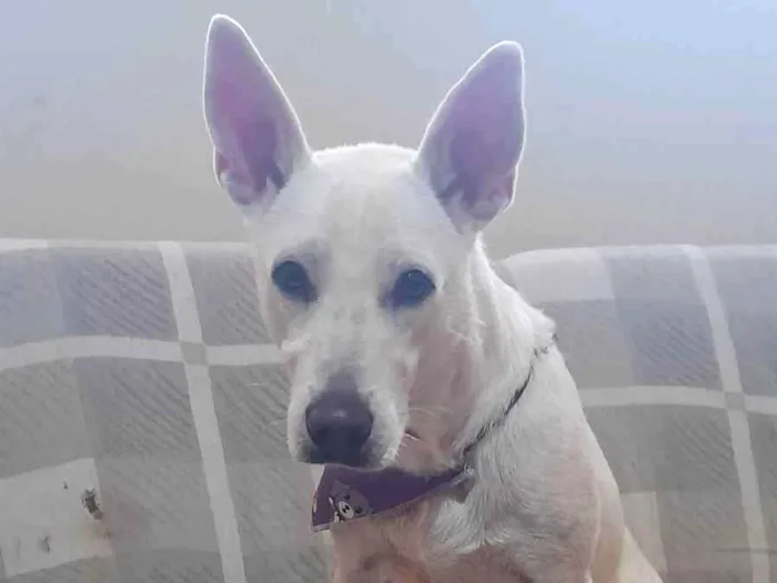 Cachorro ra a SRD-ViraLata idade 1 ano nome Alegria