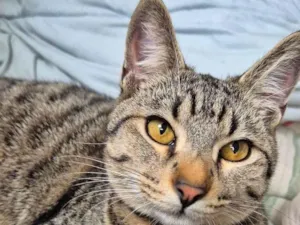 Gato raça SRD-ViraLata idade 7 a 11 meses nome Dante