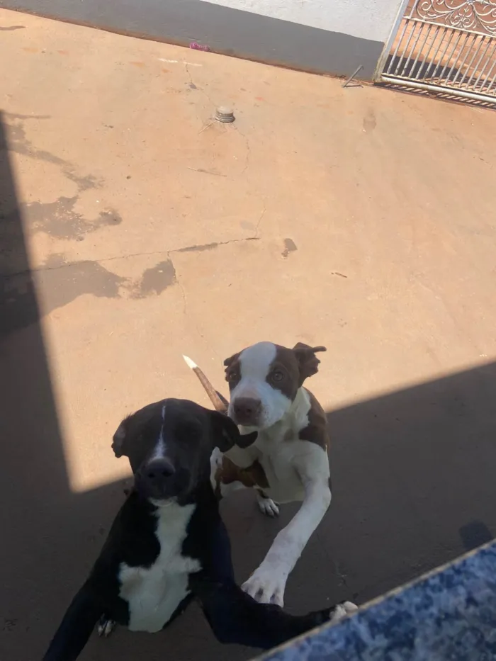 Cachorro ra a Pit-Bull idade 7 a 11 meses nome Luna E Lua