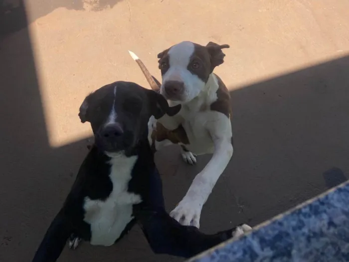 Cachorro ra a Pit-Bull idade 7 a 11 meses nome Luna E Lua