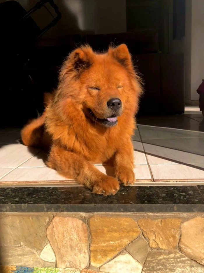 Cachorro ra a Chow Chow idade 7 a 11 meses nome Bela 