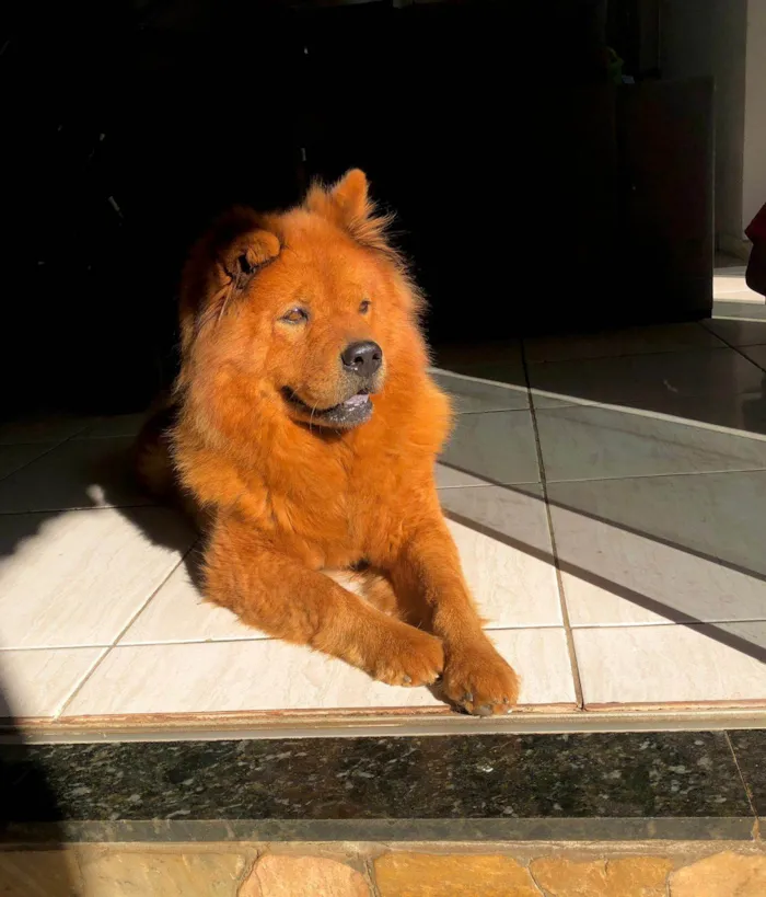 Cachorro ra a Chow Chow idade 7 a 11 meses nome Bela 