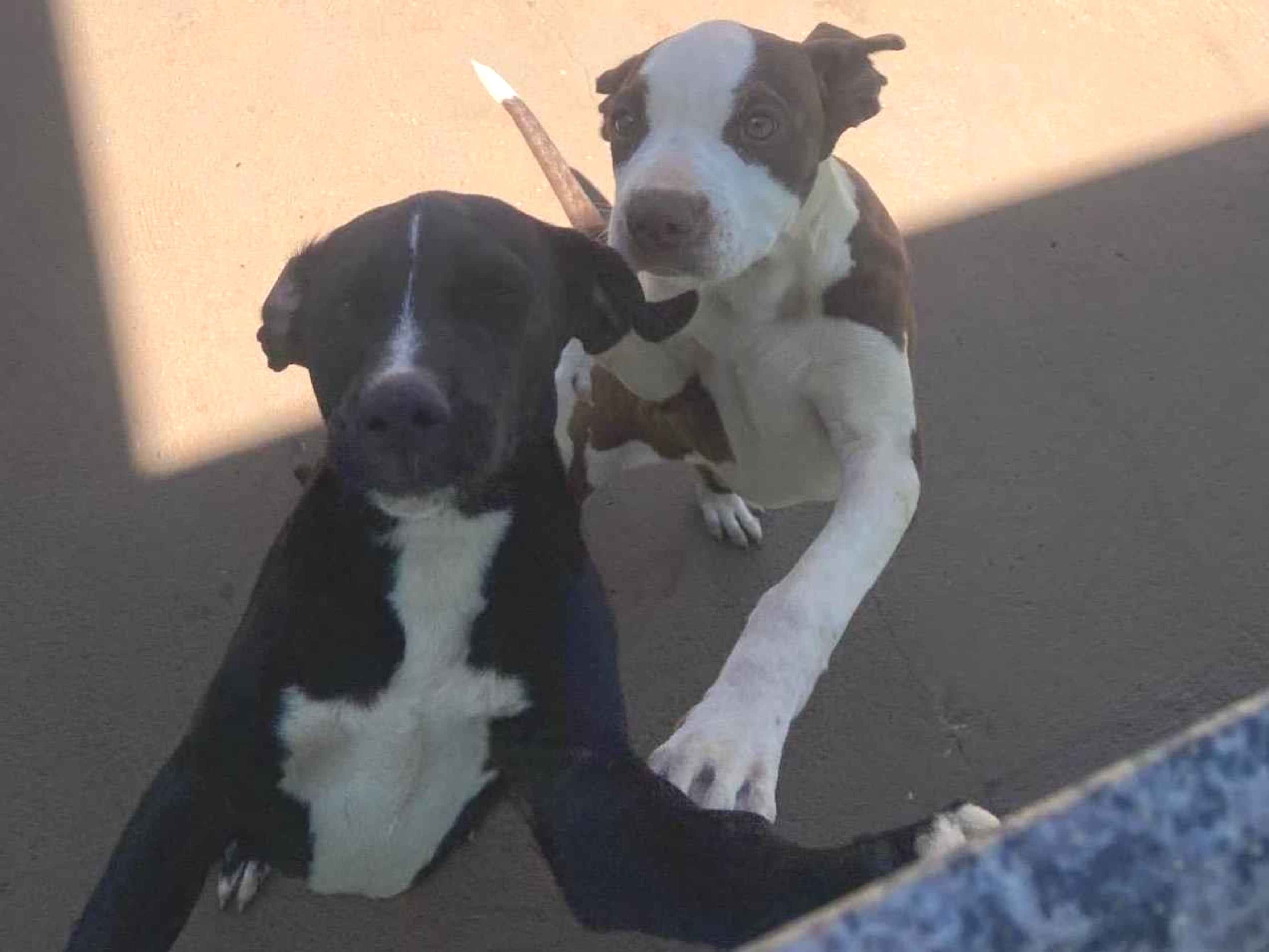 Cachorro ra a Pit-Bull idade 7 a 11 meses nome Luna E Lua