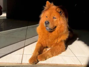 Cachorro raça Chow Chow idade 7 a 11 meses nome Bela 