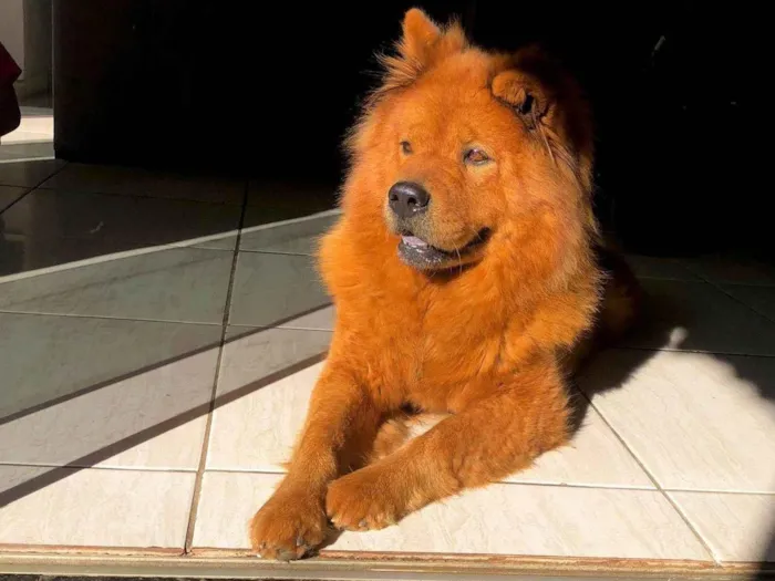 Cachorro ra a Chow Chow idade 7 a 11 meses nome Bela 