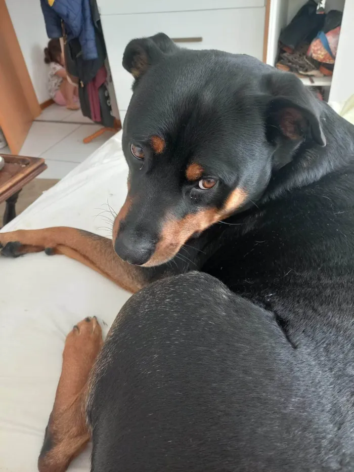 Cachorro ra a Rottweiler idade 5 anos nome Bud