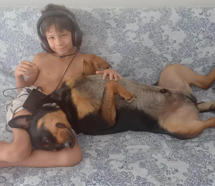 Cachorro ra a Rottweiler idade 5 anos nome Bud