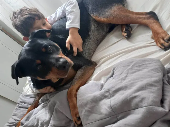 Cachorro ra a Rottweiler idade 5 anos nome Bud