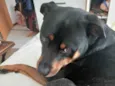 Cachorro raça Rottweiler idade 5 anos nome Bud
