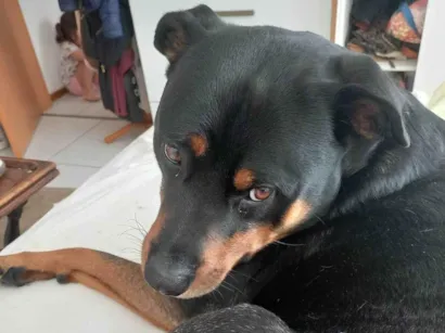 Cachorro raça Rottweiler idade 5 anos nome Bud