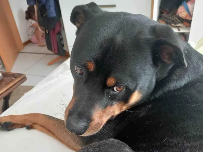 Cachorro ra a Rottweiler idade 5 anos nome Bud