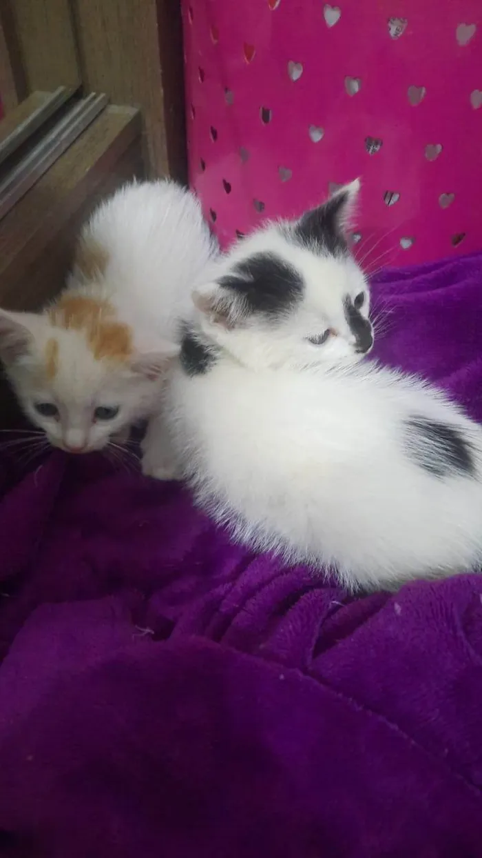 Gato ra a Siamês idade 2 a 6 meses nome VANIMAR MATIELLO