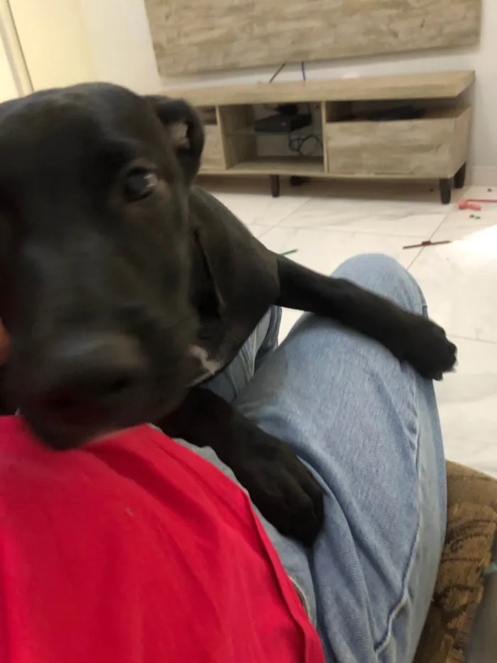 Cachorro ra a SRD-ViraLata idade 2 a 6 meses nome Tobias